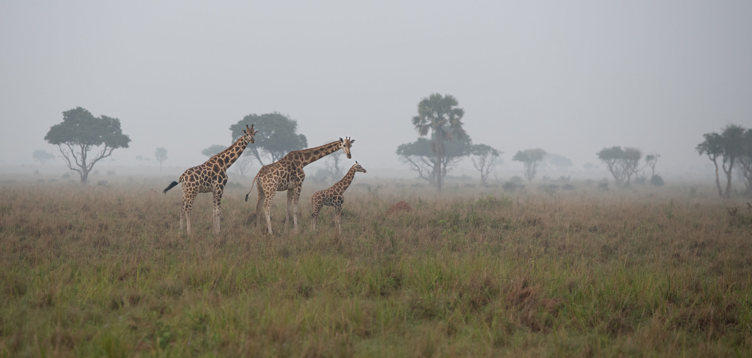 8507136-scaled