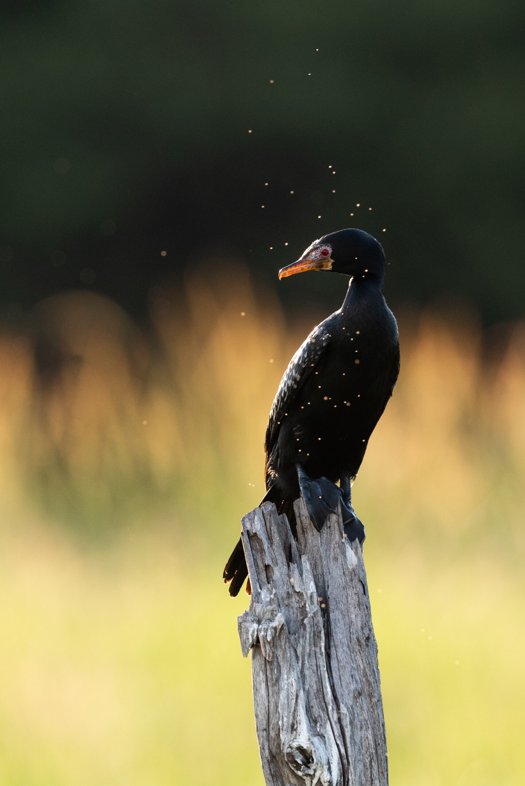 DSC_3219-scaled