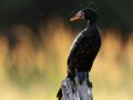 DSC_3219-scaled