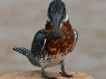 DSC_7722-scaled