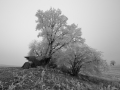 DSC_0406-2
