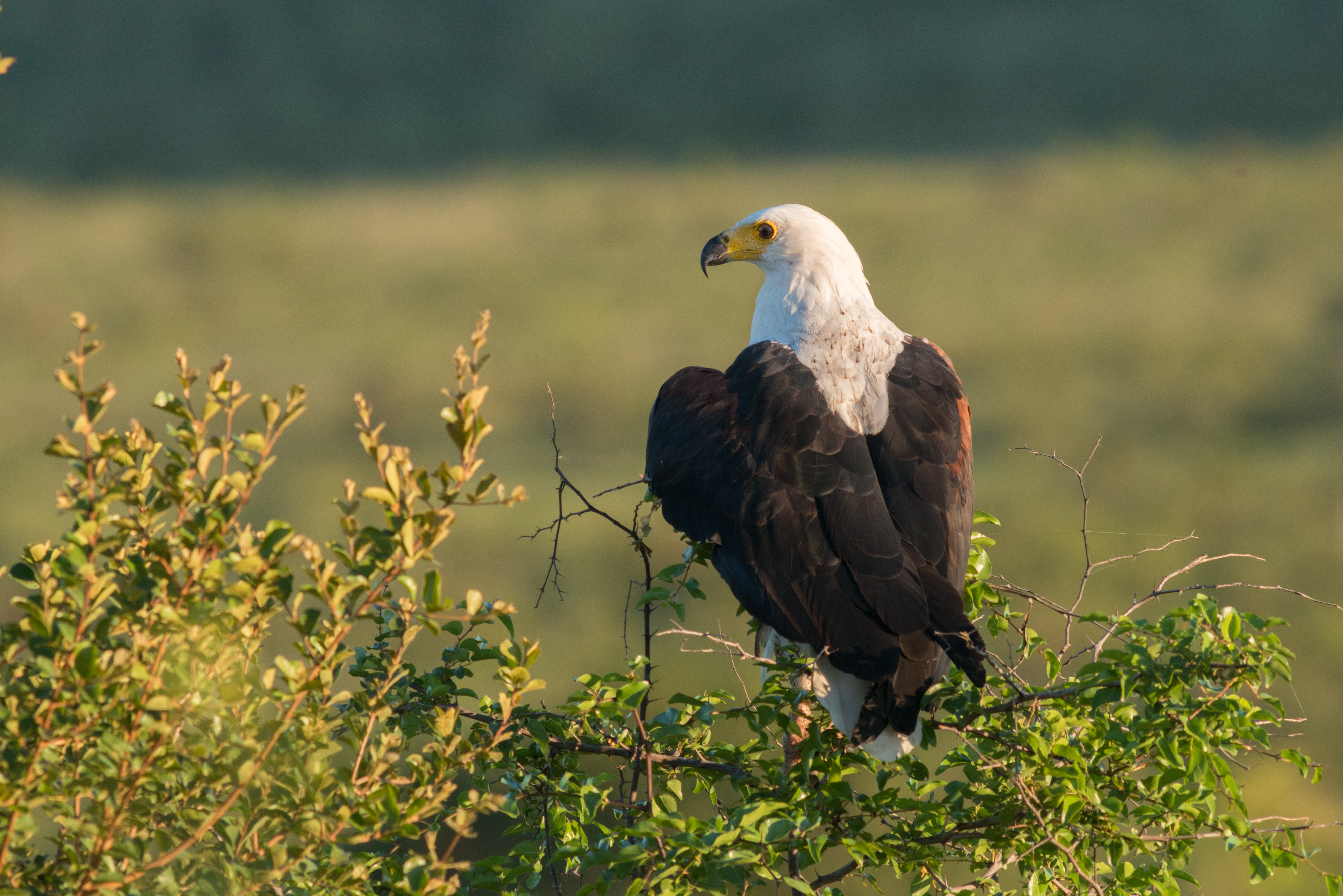 DSC_8604