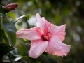 ASA_0081
