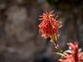 ASA_0963