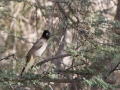 ASA_1119