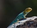 DSC_1564-m-Leguan