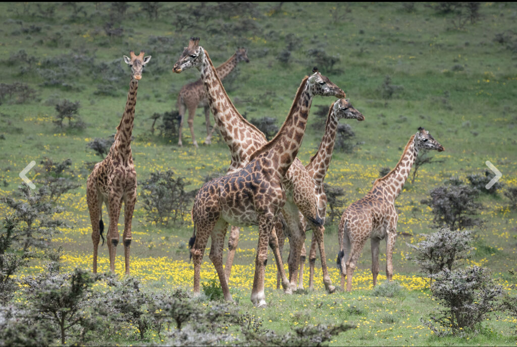 Giraffen in der Savanne
